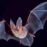 Profile picture of Chiroptera