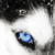 Profile picture of eyesofblue