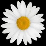 Profile picture of DaisyChains